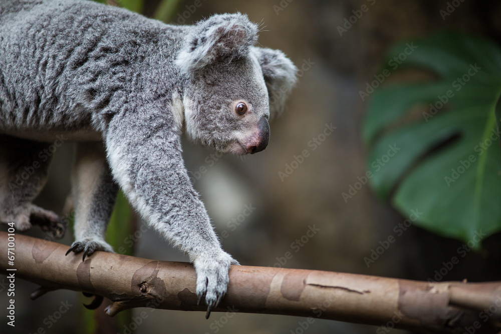 Obraz premium Koala on a tree with bush green background