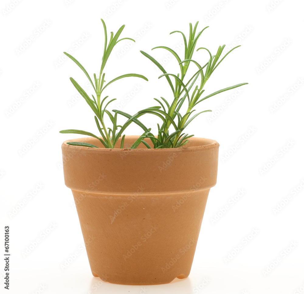 鉢植えのローズマリー 鉢植えのローズマリー