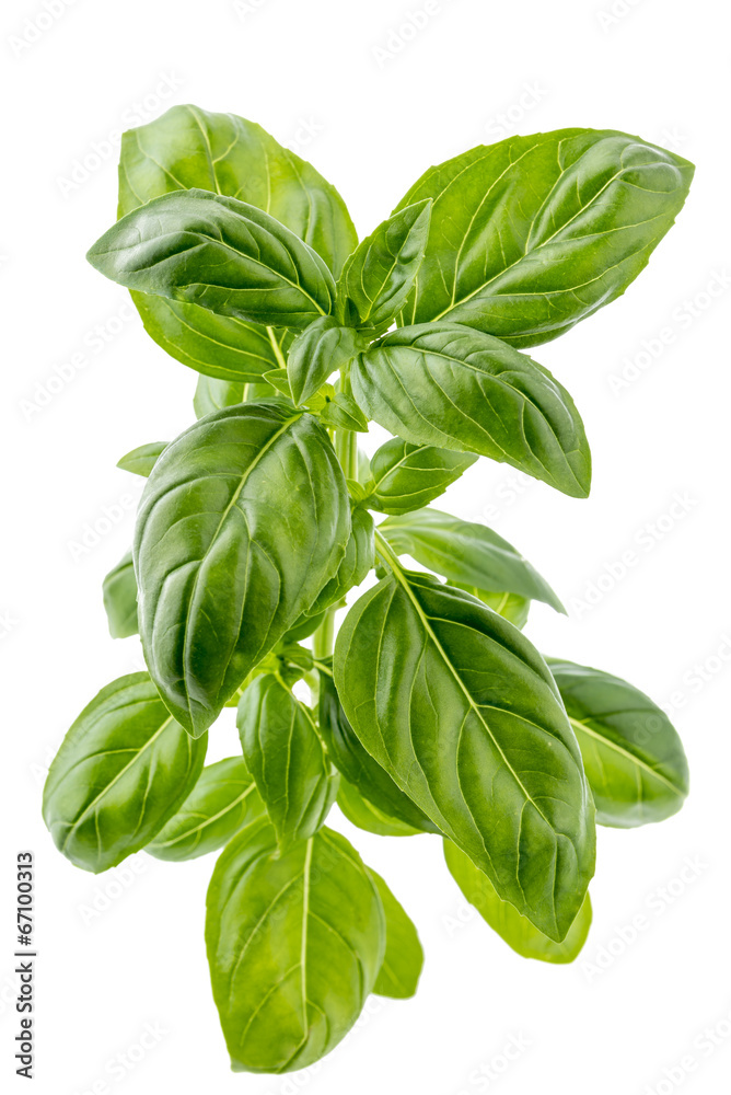 Branch of fresh basil Branch of fresh basil