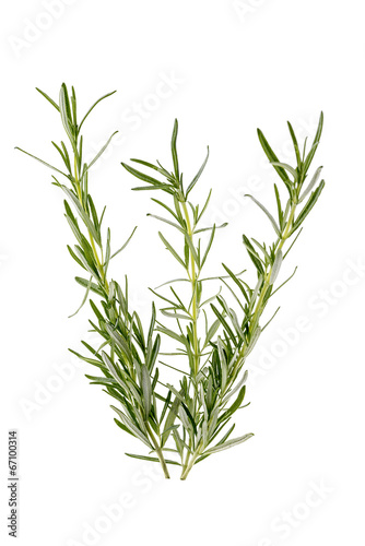 Three branches of rosemary