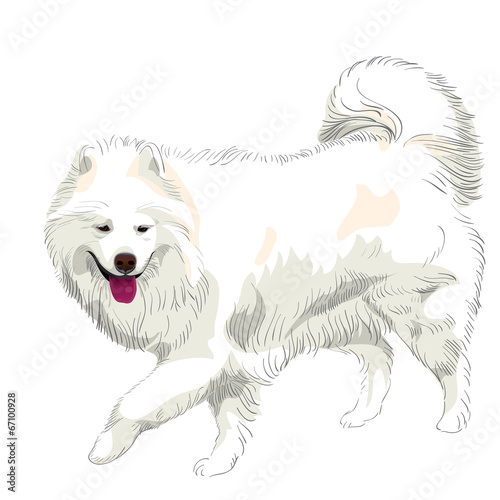 vector purebred Samoyed dog smile