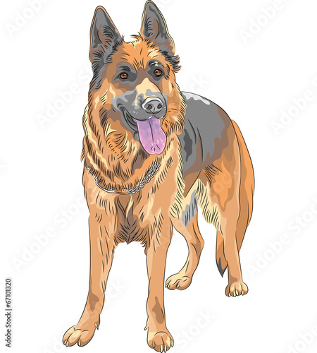 vector color sketch dog German shepherd breed