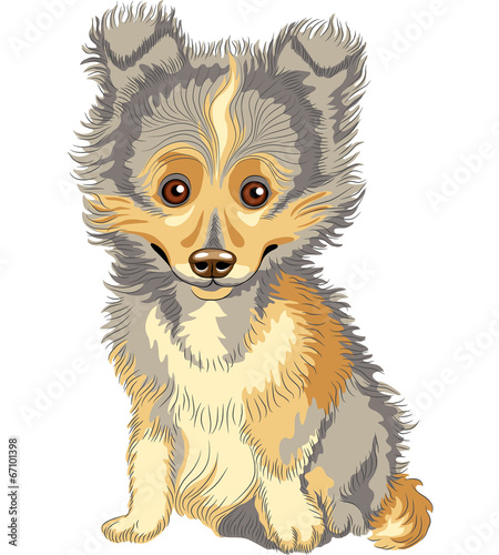 Vector puppy Shetland Sheepdog, Sheltie, Dog breed smile photo