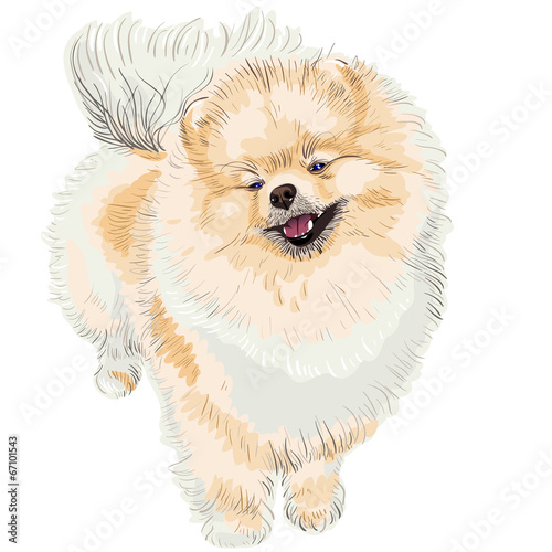 spitz dog smiles