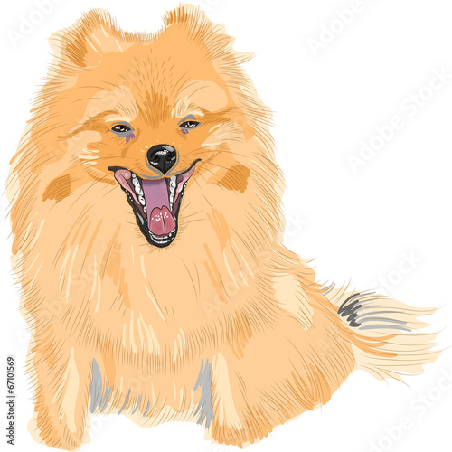 vector color sketch of the dog German Toy Pomeranian breed smile