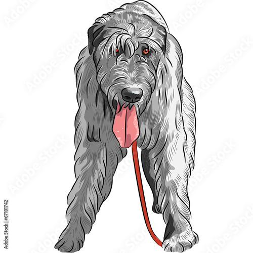 Canvas-taulu vector dog Irish Wolfhound breed