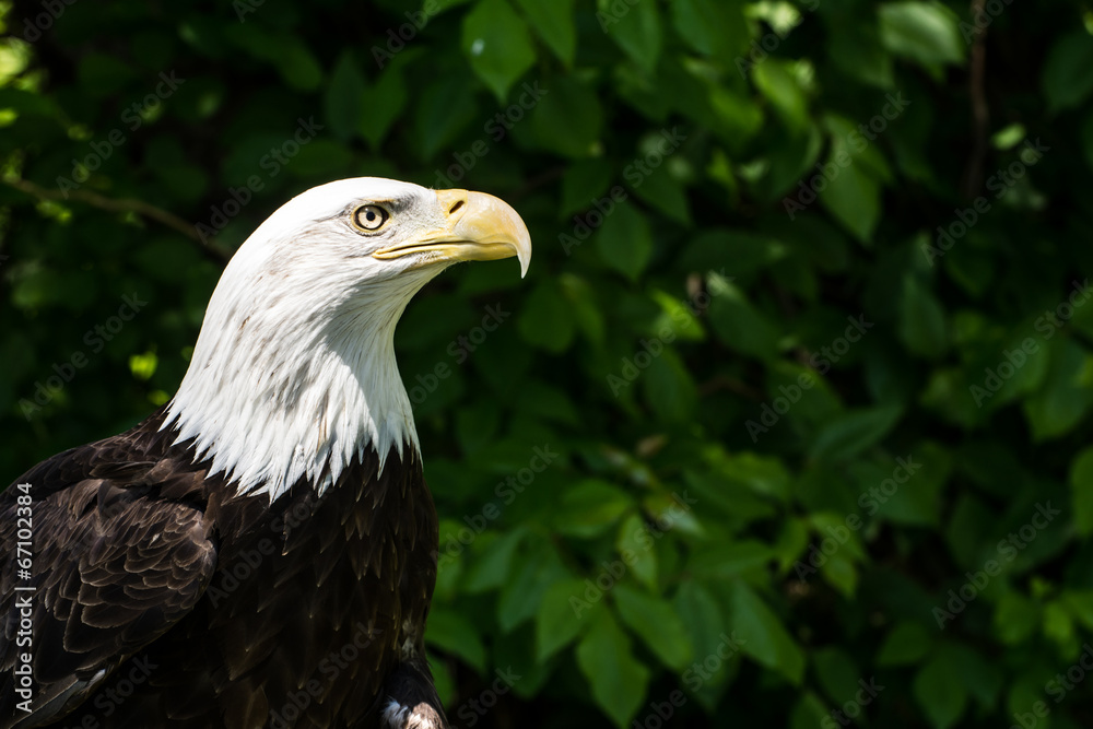 Naklejka premium Bald Eagle