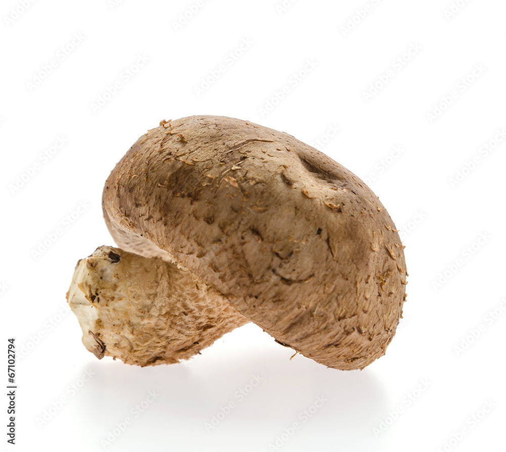 Mushroom Mushroom