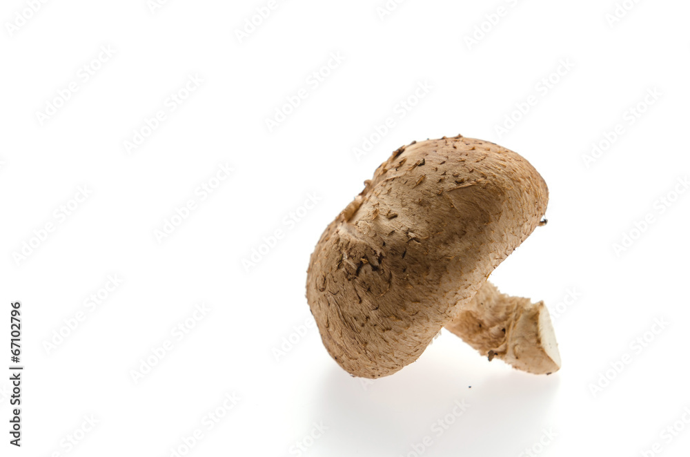 Mushroom Mushroom