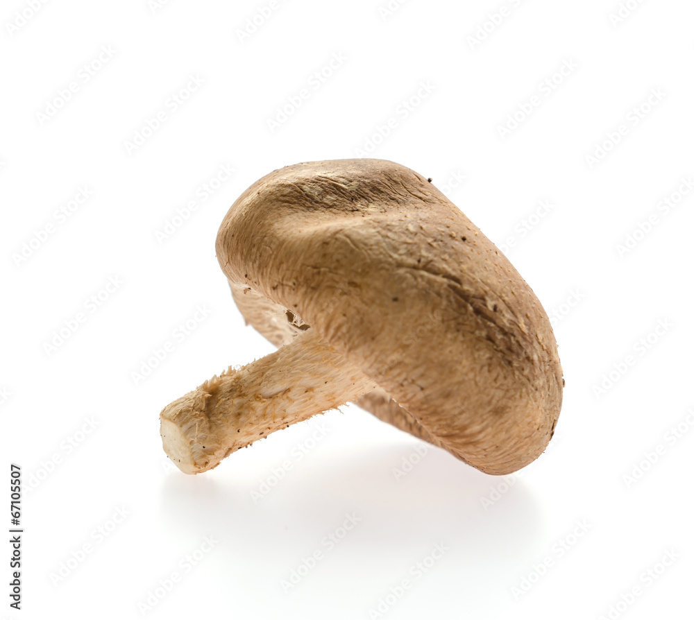 Mushroom Mushroom