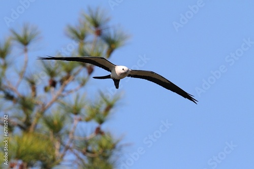 Swallow-tailed Kite photo