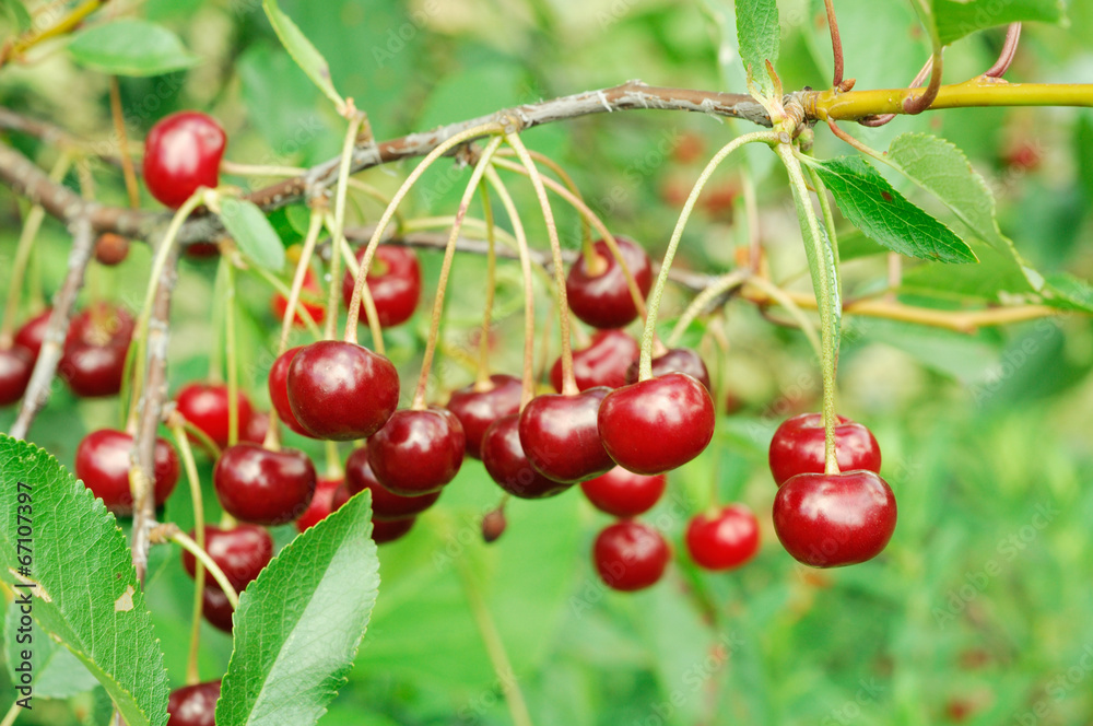 Branch of ripe cherry Branch of ripe cherry