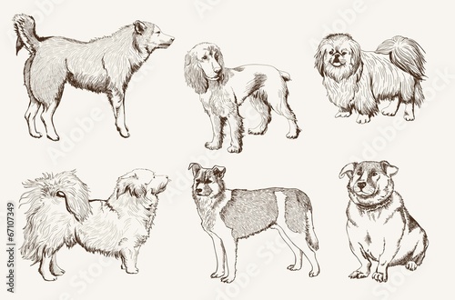 home pet dog