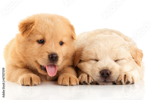 Two cute Chow-chow puppies,  isolated over white #67107599