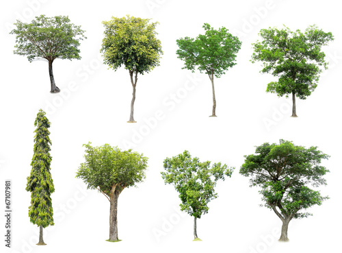 collection of tree on white background