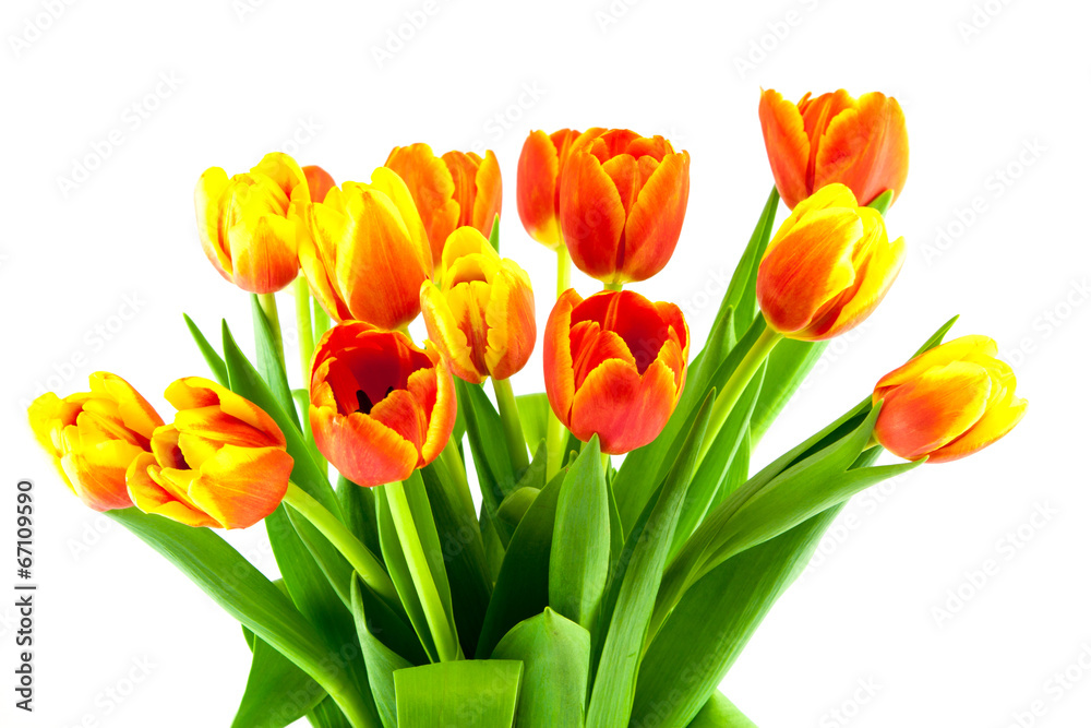 bouquet of yellow and orange tulips isolated bouquet of yellow and orange tulips isolated