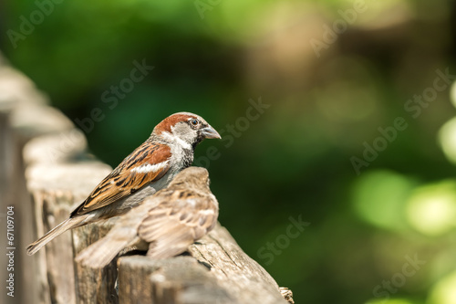 Two Sparrows Sitting On A Wooden Fence