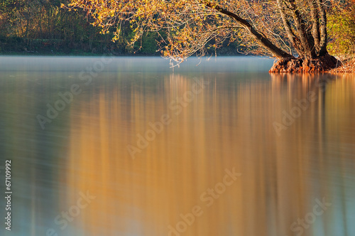 Lake willow reflection photo