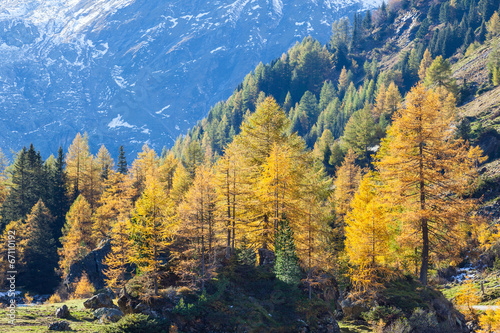 Autumn Larch tree forest in the Alps