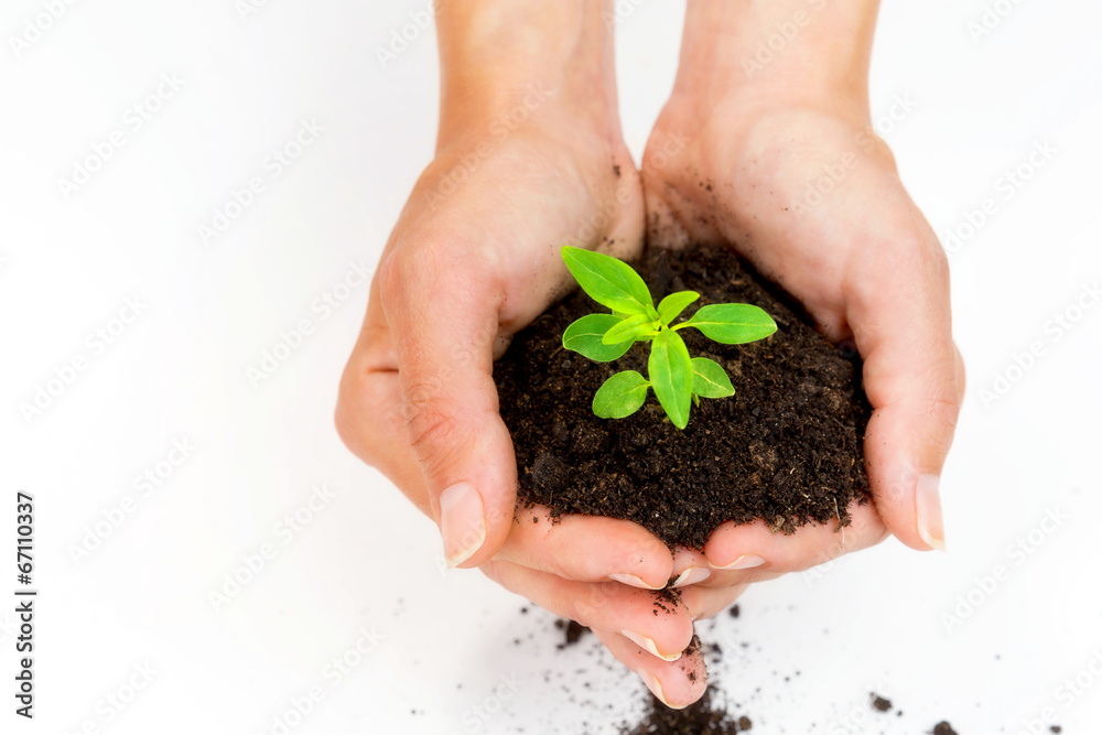 Two hands holding and caring planting tree Two hands holding and caring planting tree