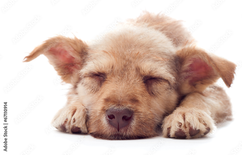 puppy sleeps puppy sleeps
