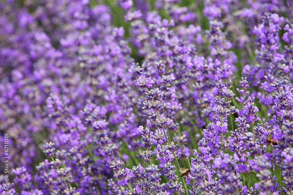 Fototapeta premium Lavender fields 