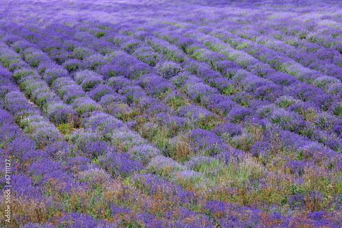 Lavender fields