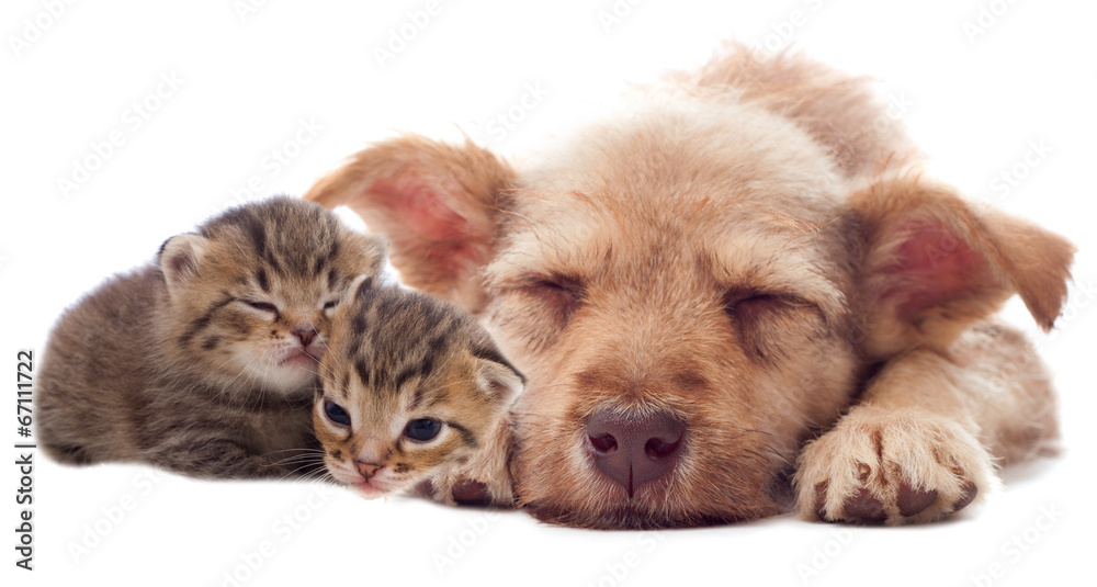 puppy and kittens sleeping
