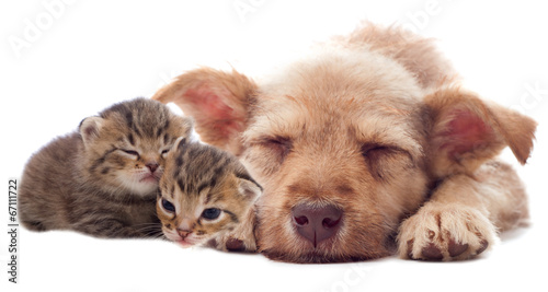 puppy and kittens sleeping