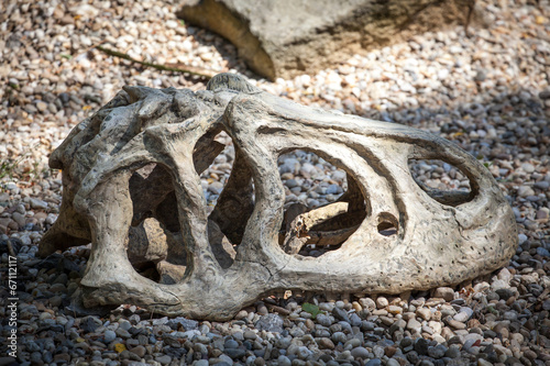 Fossil of dinosaur photo