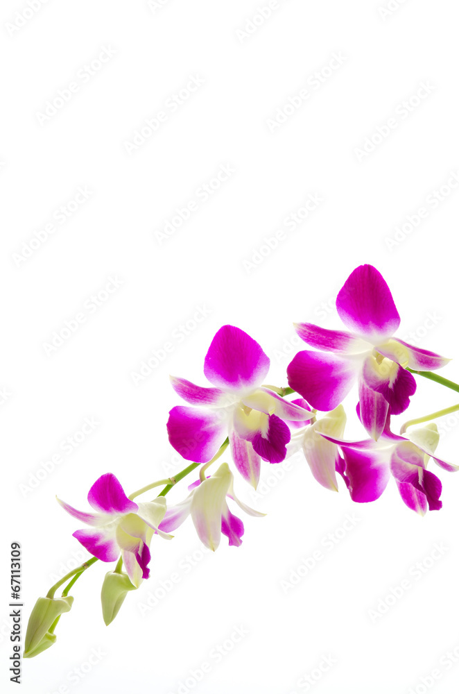 Purple orchid flower isolated white background