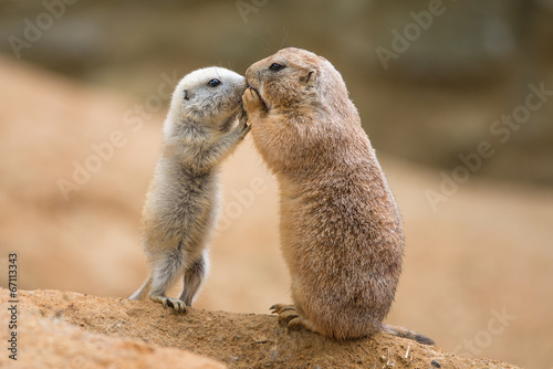 Adult prairie dog (genus cynomys)  and a baby  sharing their foo