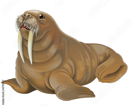 Cartoon animal - walrus - illustration for children photo