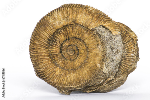 Dactylioceras, ammonite fossile, Schlaifhausen, Germania