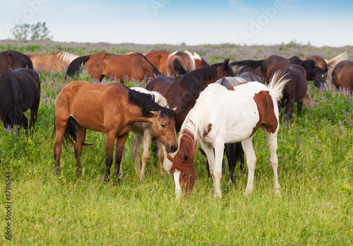 herd of horses is grazed on a summer meadow early in the morning © Shchipkova Elena