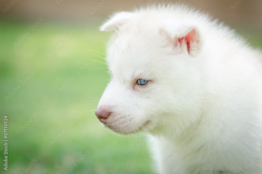 Fototapeta premium Close up on blue eyes of puppy