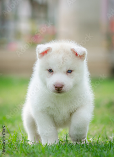 Cute blue eyes puppy © lalalululala