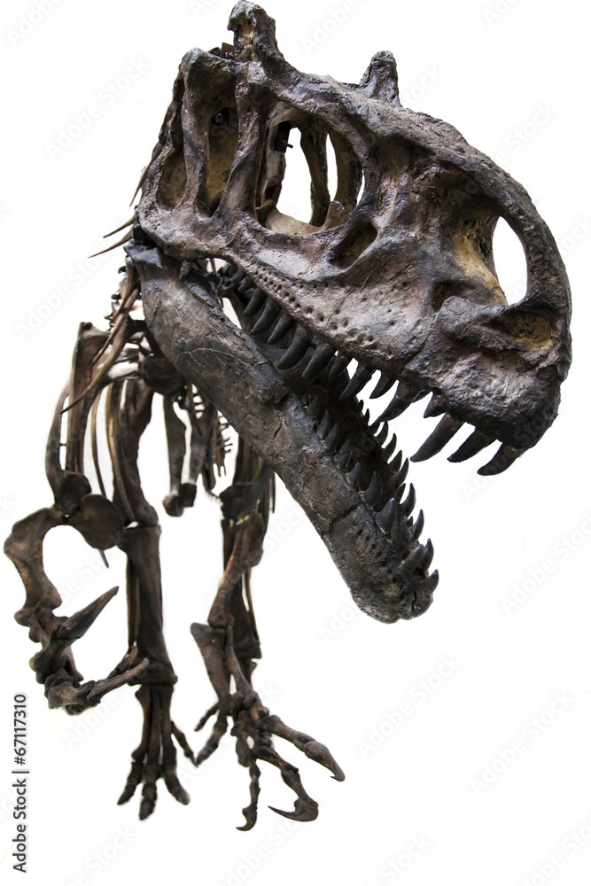Obraz premium Szkielet skamieniałości allozaura