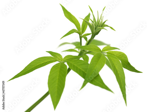 Vitex Negundo or Medicinal Nishinda leaves