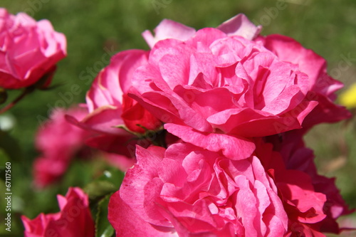 Red roses in close up