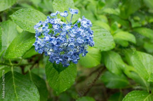 Wallpaper Mural あじさい Torontodigital.ca