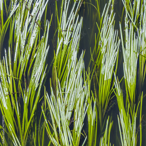 green reed in the river
