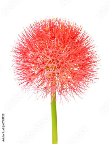 Powder puff lily or Blood flower isolated on white background.