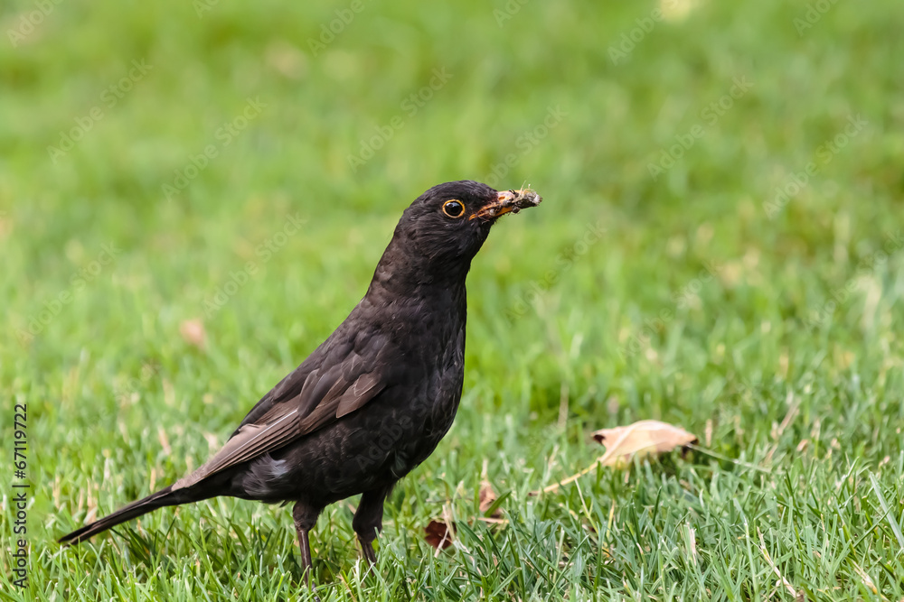 blackbird in the grass with Worms in his mouth blackbird in the grass with Worms in his mouth