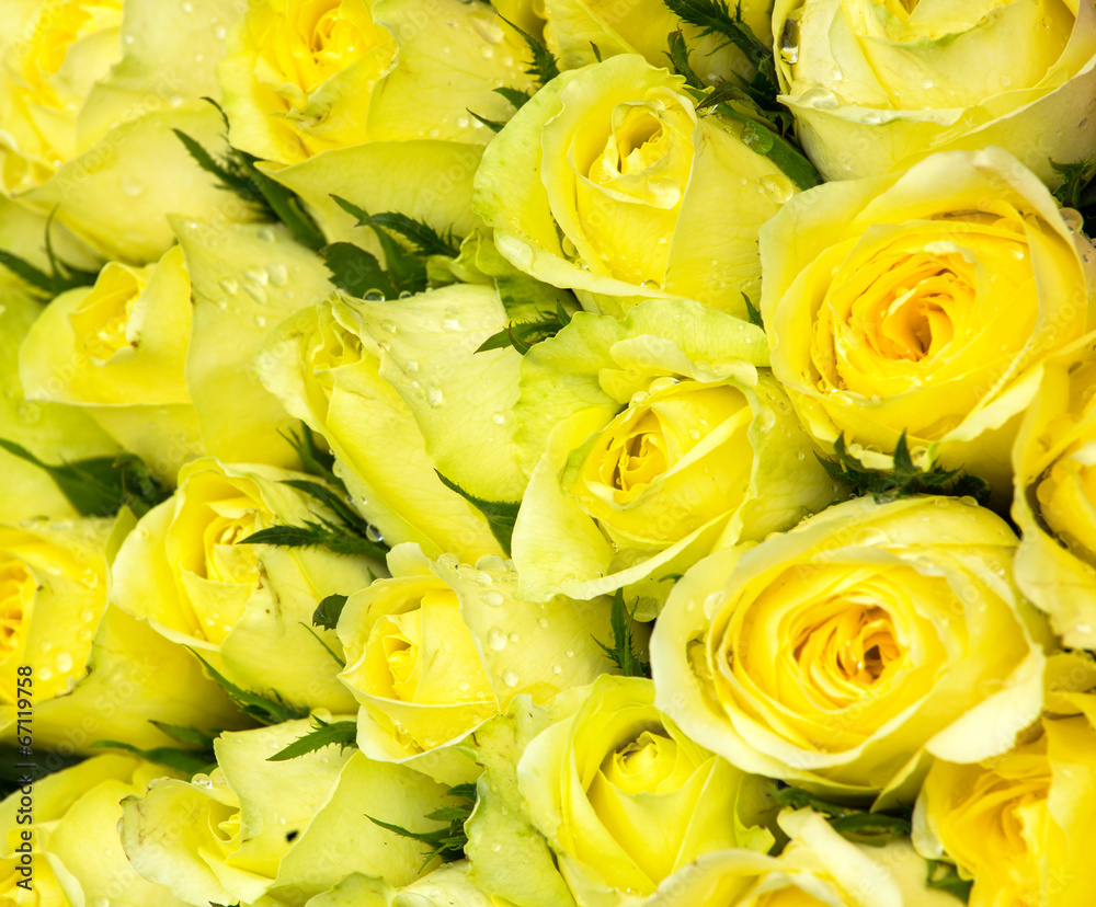 Beautiful yellow roses with rain drops