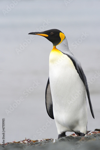 King Penguin  Aptenodytes patagonicus  standing on the beach