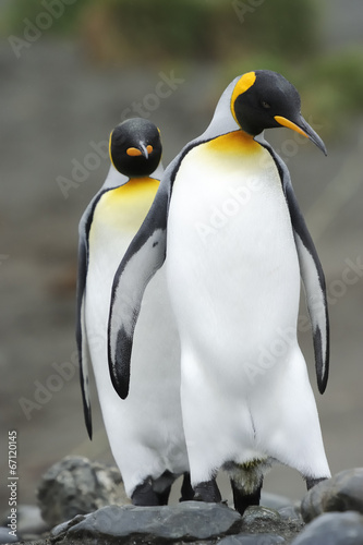 Two King Penguin  walking behind each other