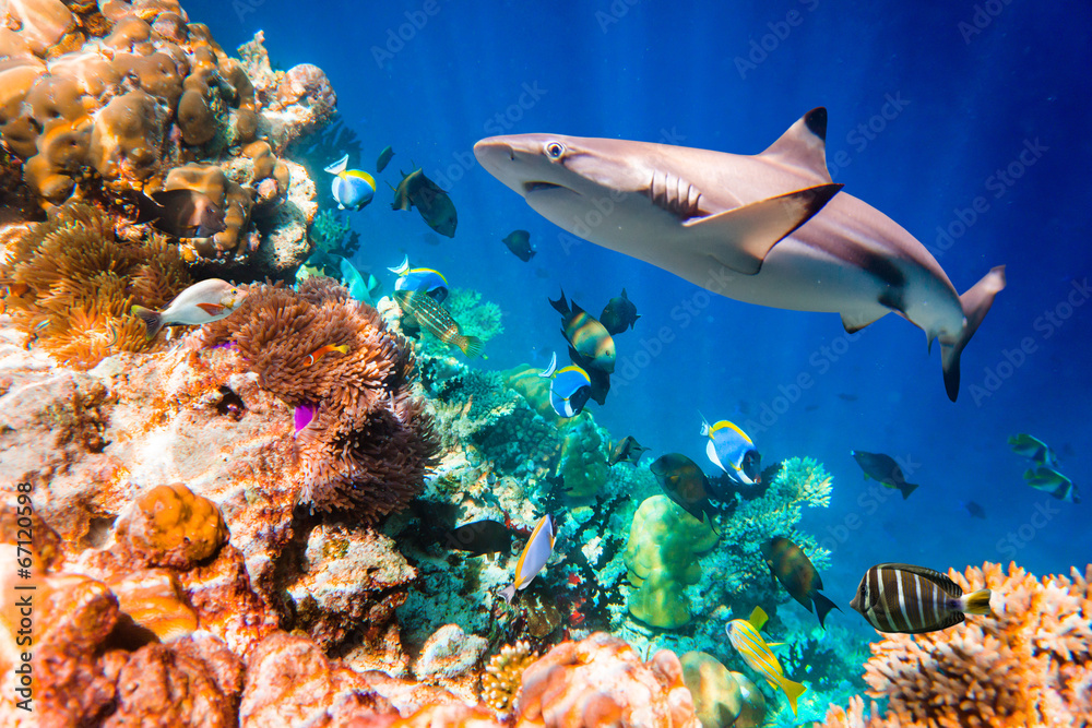 Obraz premium Tropikalna rafa koralowa.