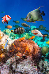 Anemonefish