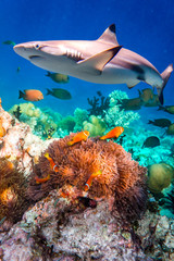 Tropical Coral Reef.